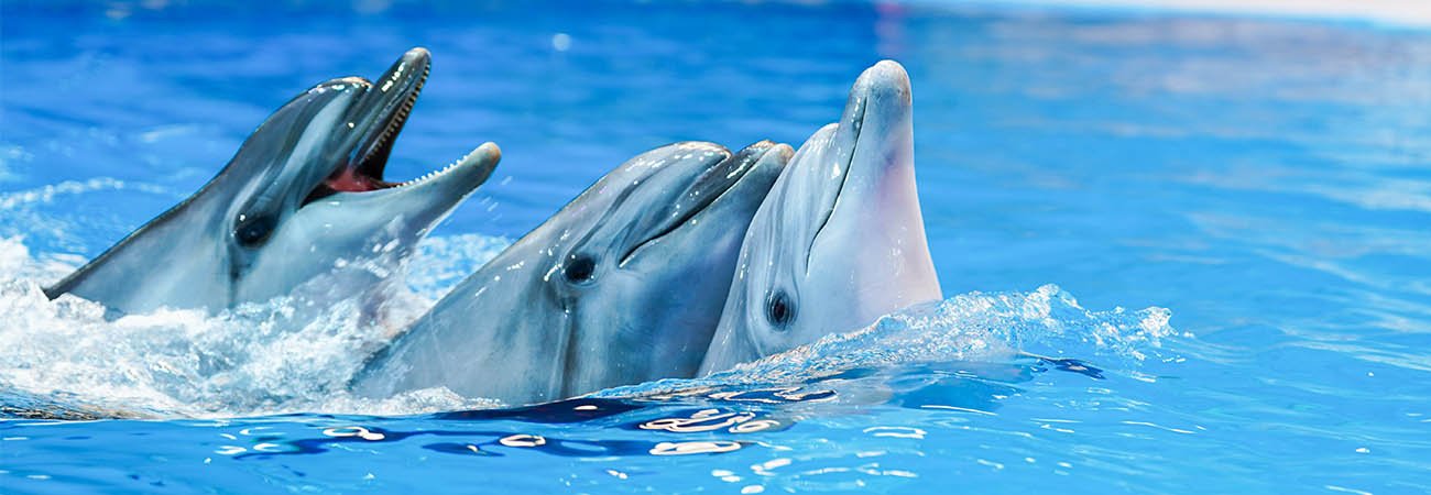 Dubai Dolphinarium